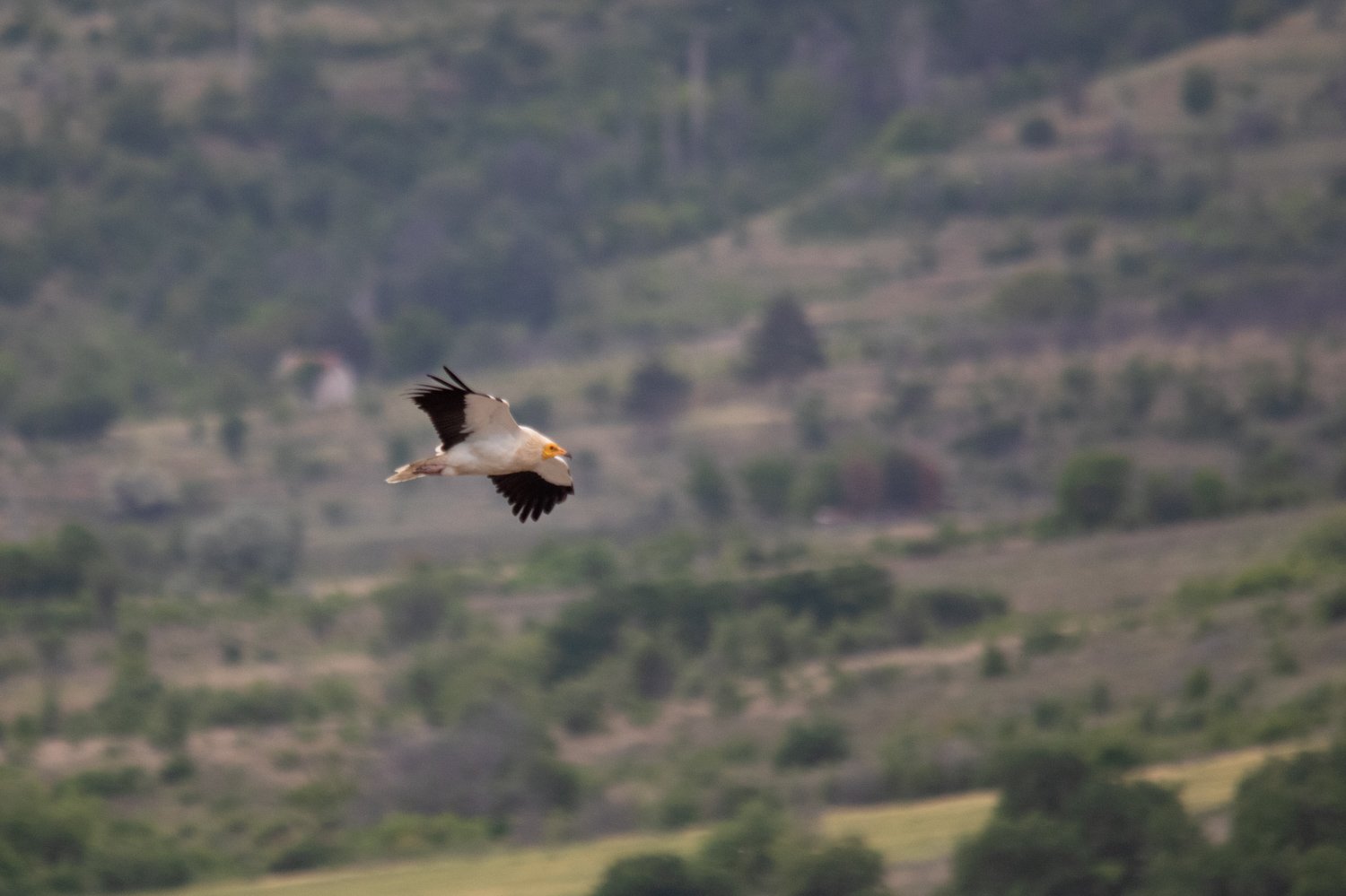 Egyptian Vulture in flight, photographed in the Republic of North Macedonia