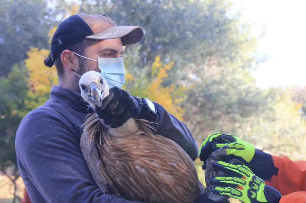 Releasing rehabilitated Griffon Vultures back to the wild in Croatia © BIOM.