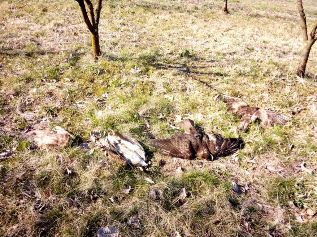 Serious poisoning incident causes mass mortality of protected birds in Serbia