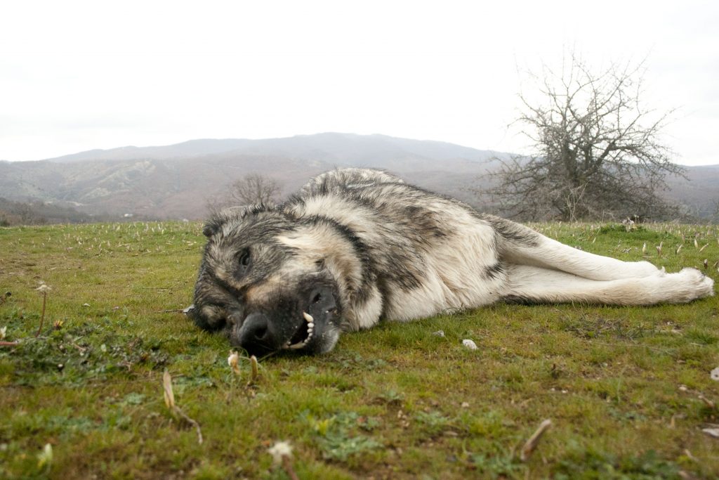 The carcass of a shepherd dog that died from poisoning © Dimitris Vavylis/ HOS