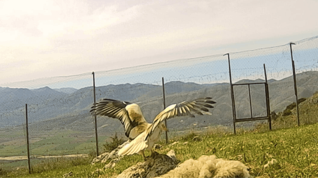 Egyptian Vulture live stream from feeding station in Albania (PPNEA)