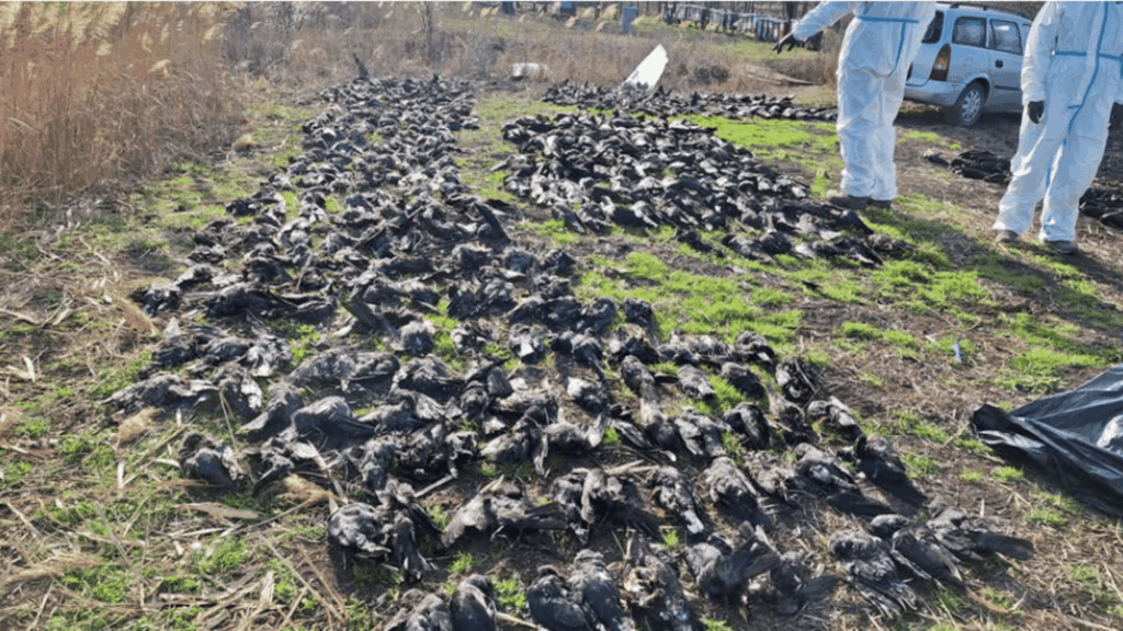 Mass suspected poisoning with 1000 dead animals in Navoko, Serbia (BPSSS)