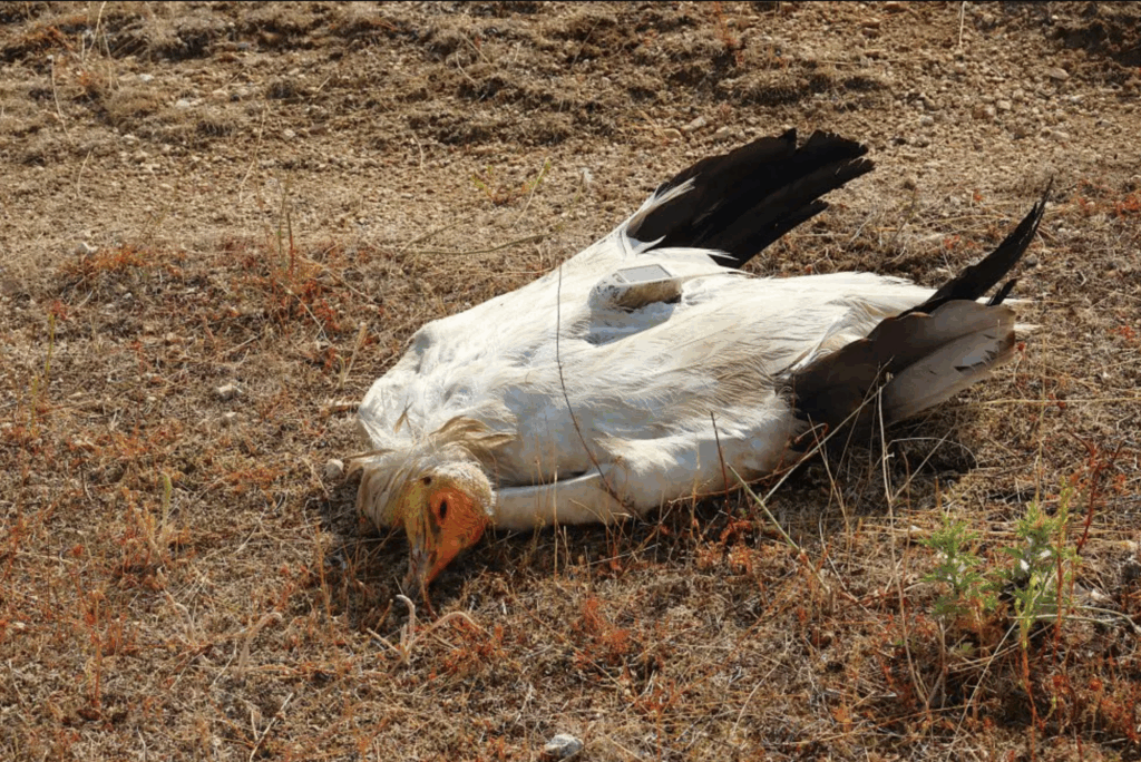 Egyptian Vulture Deni dead from suspected poisoning in Bulgaria © BSPB