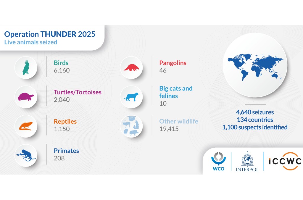 Nearly 30,000 live animals were seized during the one-month operation. © Interpol