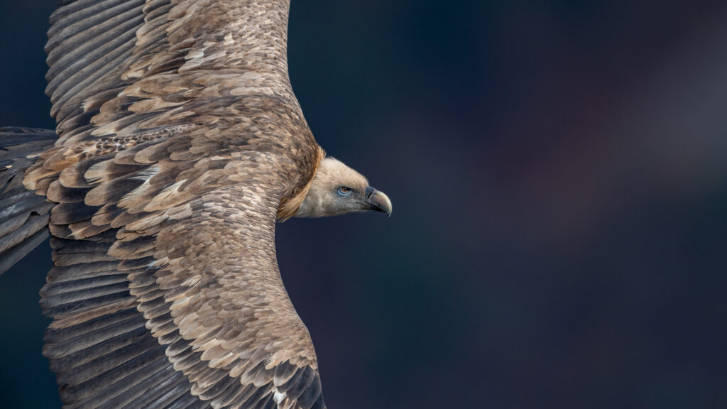 Griffon Vulture in flight © Hansruedi Weyrich
